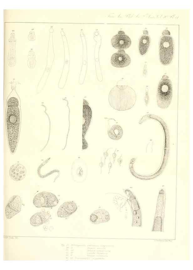 Reproducción/Reproduction 49807012111: Transactions of the American Philosophical Society.. Philadelphia [etc.]. 