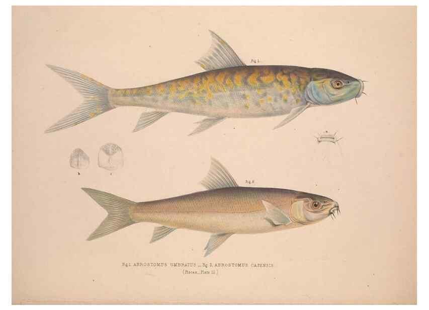 Reproducción/Reproduction 49807012251: Illustrations of the zoology of South Africa. London :Smith, Elder and Co.,1838-1849.. 