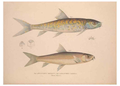 Reproducción/Reproduction 49807012251: Illustrations of the zoology of South Africa. London :Smith, Elder and Co.,1838-1849.. 