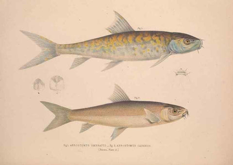 Reproducción/Reproduction 49807012251: Illustrations of the zoology of South Africa. London :Smith, Elder and Co.,1838-1849.. 