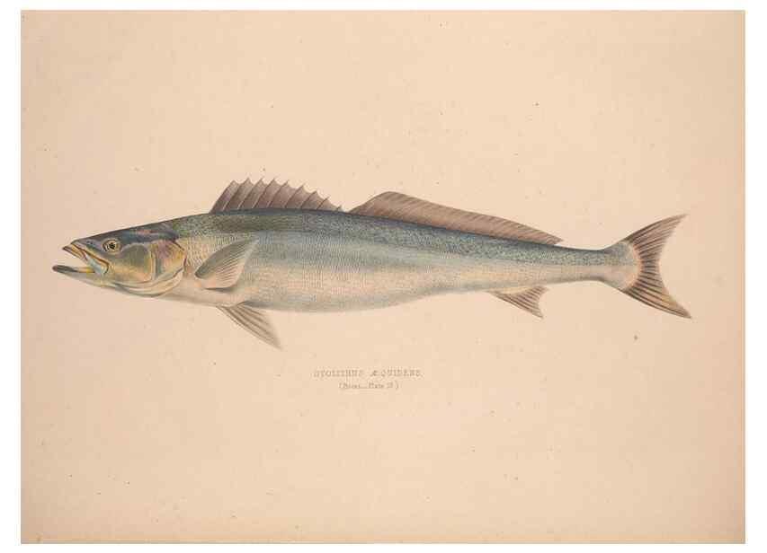 Reproducción/Reproduction 49807322157: Illustrations of the zoology of South Africa. London :Smith, Elder and Co.,1838-1849.. 