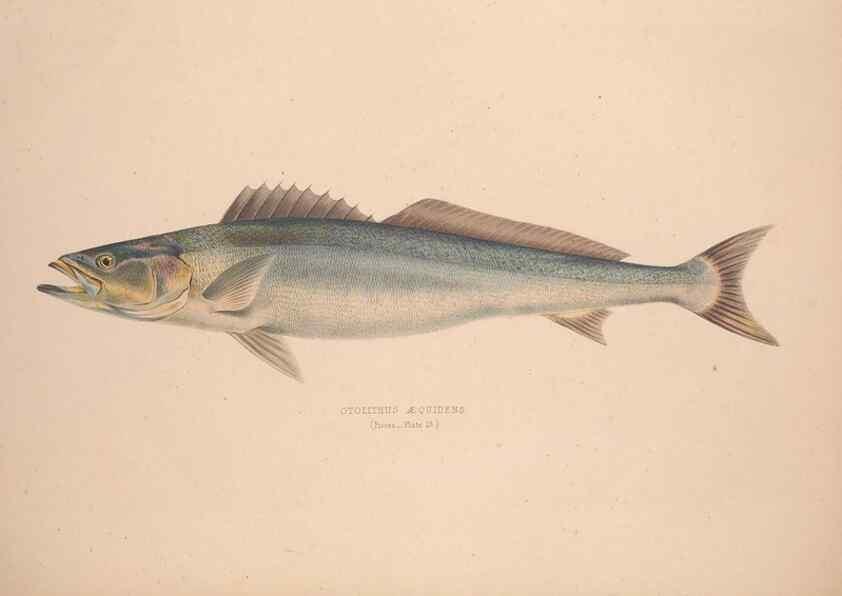Reproducción/Reproduction 49807322157: Illustrations of the zoology of South Africa. London :Smith, Elder and Co.,1838-1849.. 