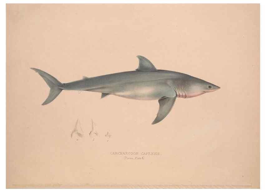 Reproducción/Reproduction 49807319532: Illustrations of the zoology of South Africa. London :Smith, Elder and Co.,1838-1849.. 
