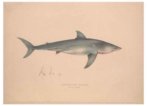 Reproducción/Reproduction 49807319532: Illustrations of the zoology of South Africa. London :Smith, Elder and Co.,1838-1849.. 