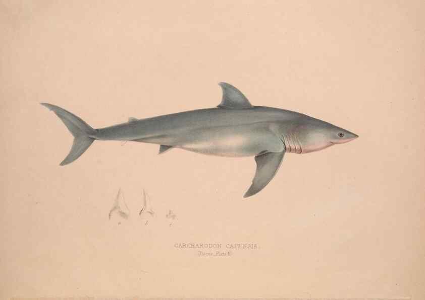 Reproducción/Reproduction 49807319532: Illustrations of the zoology of South Africa. London :Smith, Elder and Co.,1838-1849.. 