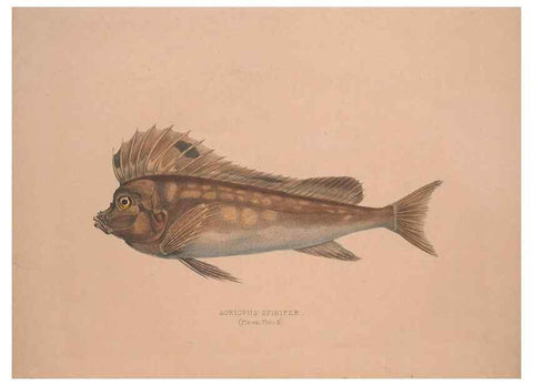 Reproducción/Reproduction 49806454043: Illustrations of the zoology of South Africa. London :Smith, Elder and Co.,1838-1849.. 