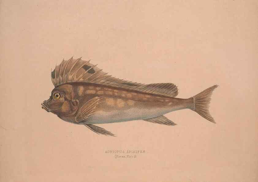 Reproducción/Reproduction 49806454043: Illustrations of the zoology of South Africa. London :Smith, Elder and Co.,1838-1849.. 