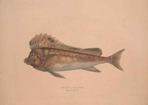 Reproducción/Reproduction 49806454043: Illustrations of the zoology of South Africa. London :Smith, Elder and Co.,1838-1849.. 