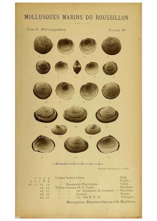 Reproducción/Reproduction 49807289072: Les mollusques marins du Roussillon. Paris :J.-B. Baillière,[1882]-[1898]. 