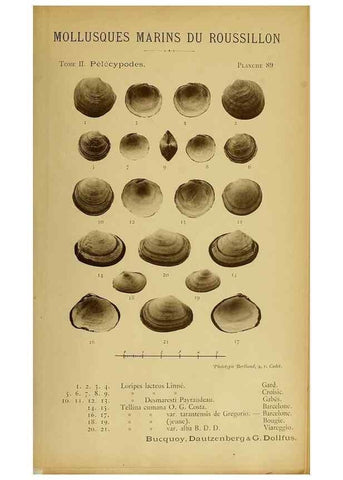Reproducción/Reproduction 49807289072: Les mollusques marins du Roussillon. Paris :J.-B. Baillière,[1882]-[1898]. 