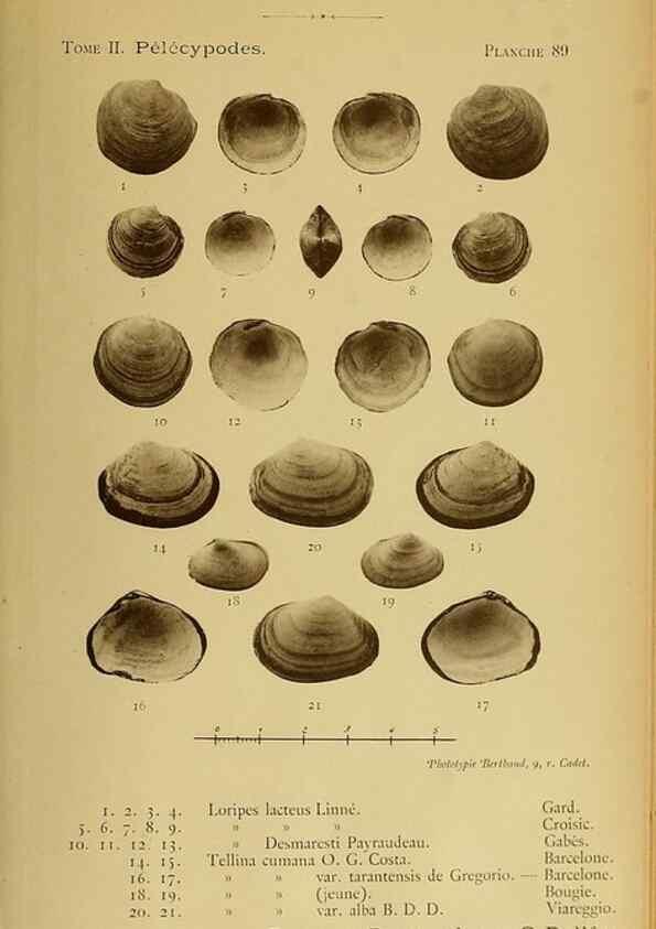 Reproducción/Reproduction 49807289072: Les mollusques marins du Roussillon. Paris :J.-B. Baillière,[1882]-[1898]. 