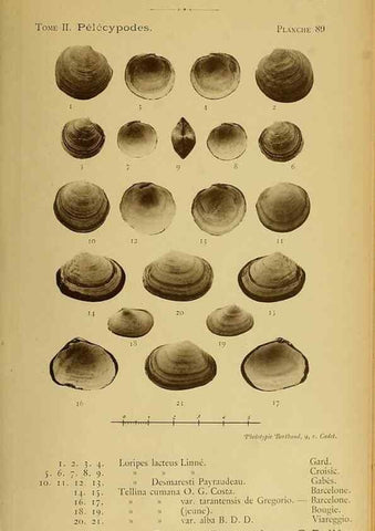 Reproducción/Reproduction 49807289072: Les mollusques marins du Roussillon. Paris :J.-B. Baillière,[1882]-[1898]. 