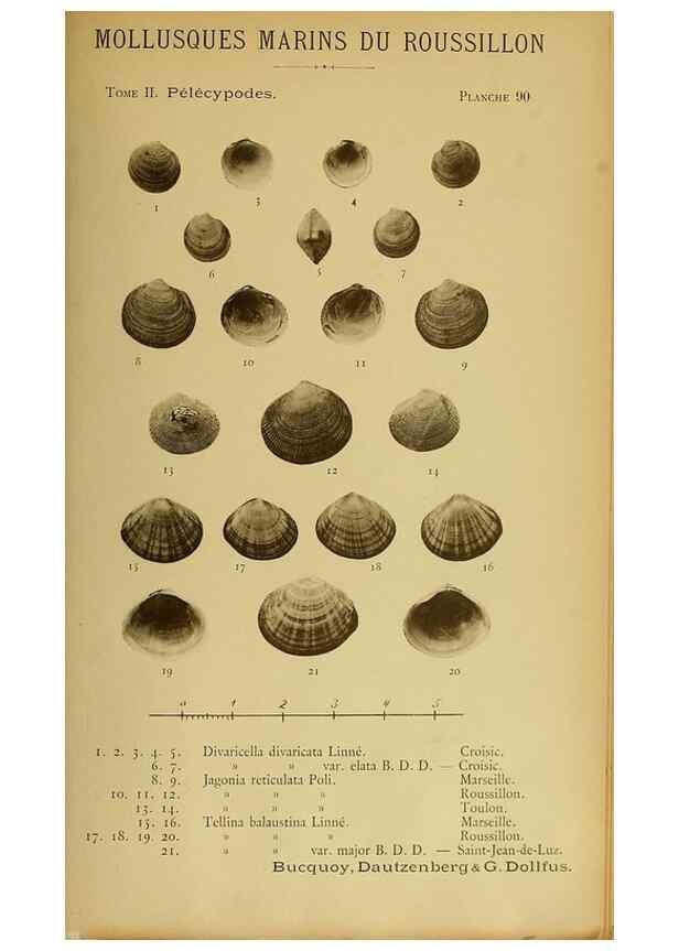 Reproducción/Reproduction 49806979521: Les mollusques marins du Roussillon. Paris :J.-B. Baillière,[1882]-[1898]. 