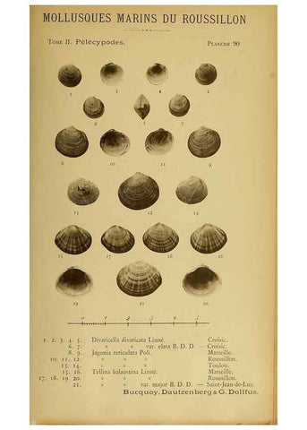 Reproducción/Reproduction 49806979521: Les mollusques marins du Roussillon. Paris :J.-B. Baillière,[1882]-[1898]. 