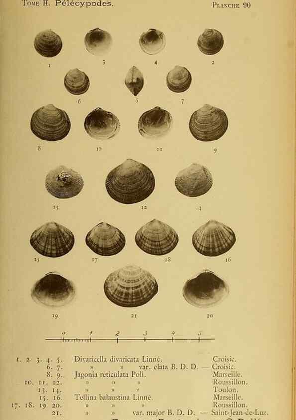 Reproducción/Reproduction 49806979521: Les mollusques marins du Roussillon. Paris :J.-B. Baillière,[1882]-[1898]. 