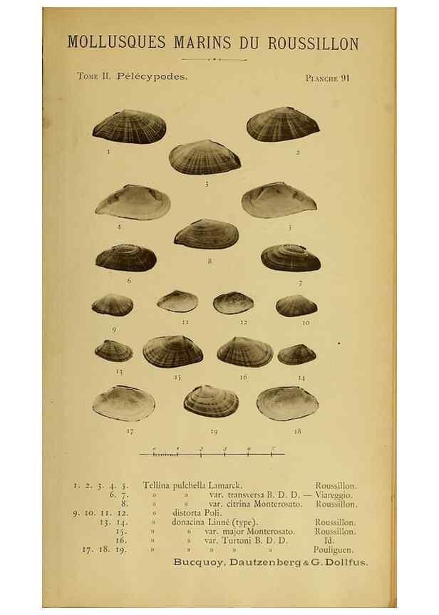 Reproducción/Reproduction 49806424563: Les mollusques marins du Roussillon. Paris :J.-B. Baillière,[1882]-[1898]. 