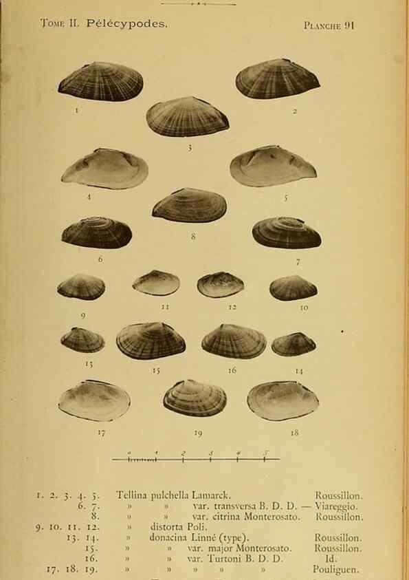 Reproducción/Reproduction 49806424563: Les mollusques marins du Roussillon. Paris :J.-B. Baillière,[1882]-[1898]. 