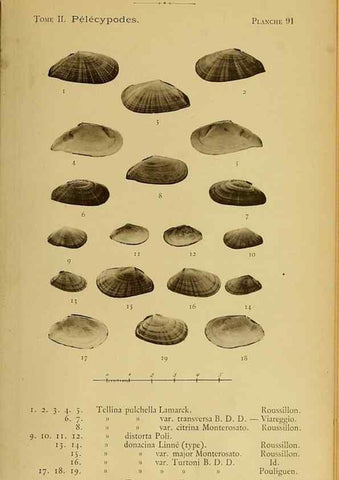 Reproducción/Reproduction 49806424563: Les mollusques marins du Roussillon. Paris :J.-B. Baillière,[1882]-[1898]. 
