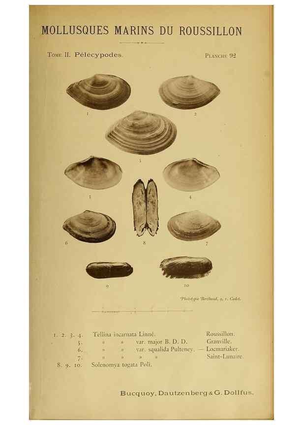 Reproducción/Reproduction 49807290092: Les mollusques marins du Roussillon. Paris :J.-B. Baillière,[1882]-[1898]. 