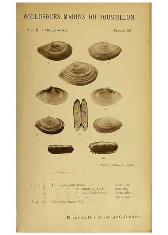 Reproducción/Reproduction 49807290092: Les mollusques marins du Roussillon. Paris :J.-B. Baillière,[1882]-[1898]. 