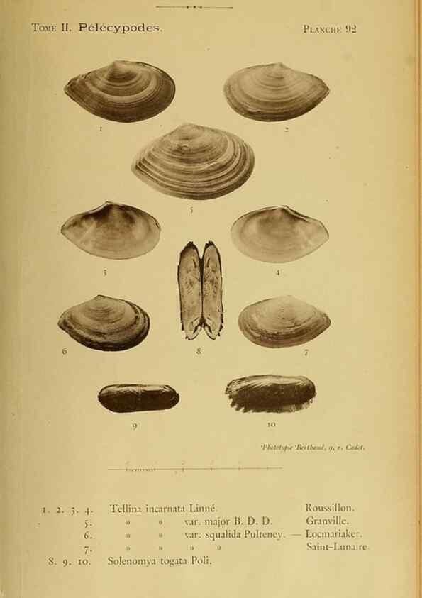 Reproducción/Reproduction 49807290092: Les mollusques marins du Roussillon. Paris :J.-B. Baillière,[1882]-[1898]. 