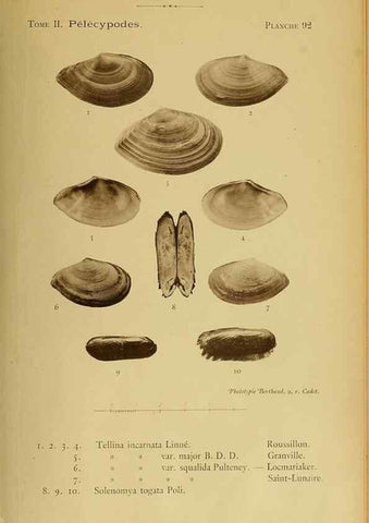 Reproducción/Reproduction 49807290092: Les mollusques marins du Roussillon. Paris :J.-B. Baillière,[1882]-[1898]. 