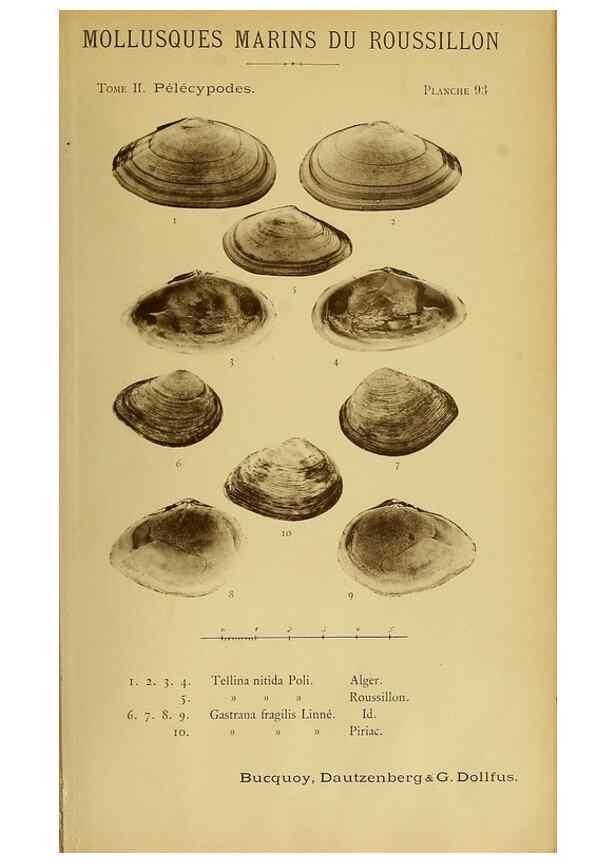 Reproducción/Reproduction 49806425233: Les mollusques marins du Roussillon. Paris :J.-B. Baillière,[1882]-[1898]. 