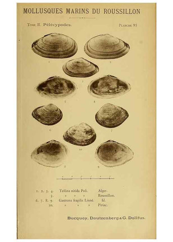 Reproducción/Reproduction 49806425233: Les mollusques marins du Roussillon. Paris :J.-B. Baillière,[1882]-[1898]. 