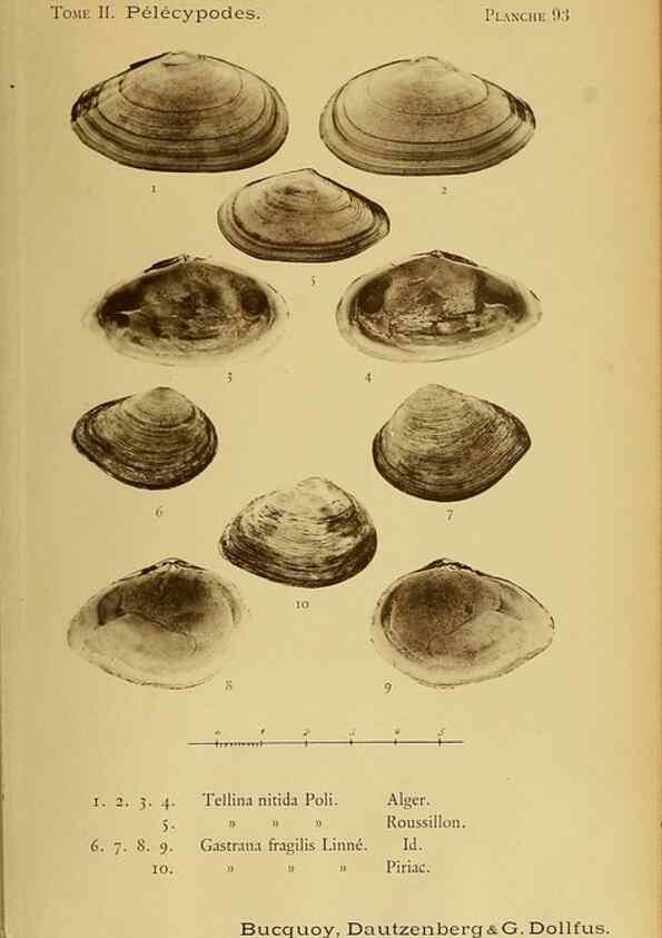 Reproducción/Reproduction 49806425233: Les mollusques marins du Roussillon. Paris :J.-B. Baillière,[1882]-[1898]. 