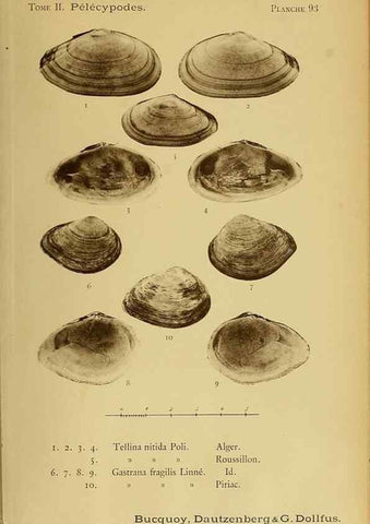 Reproducción/Reproduction 49806425233: Les mollusques marins du Roussillon. Paris :J.-B. Baillière,[1882]-[1898]. 