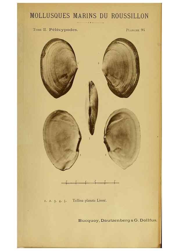 Reproducción/Reproduction 49806980611: Les mollusques marins du Roussillon. Paris :J.-B. Baillière,[1882]-[1898]. 