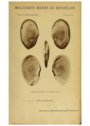 Reproducción/Reproduction 49806980611: Les mollusques marins du Roussillon. Paris :J.-B. Baillière,[1882]-[1898]. 