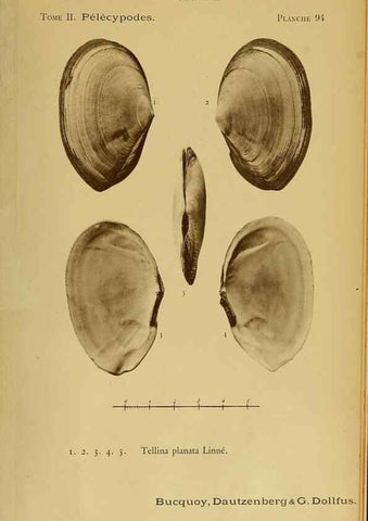 Reproducción/Reproduction 49806980611: Les mollusques marins du Roussillon. Paris :J.-B. Baillière,[1882]-[1898]. 
