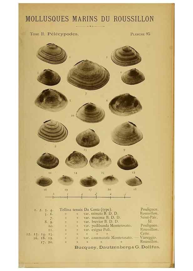 Reproducción/Reproduction 49806425918: Les mollusques marins du Roussillon. Paris :J.-B. Baillière,[1882]-[1898]. 