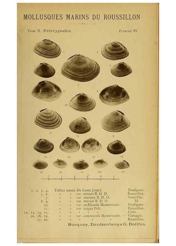 Reproducción/Reproduction 49806425918: Les mollusques marins du Roussillon. Paris :J.-B. Baillière,[1882]-[1898]. 