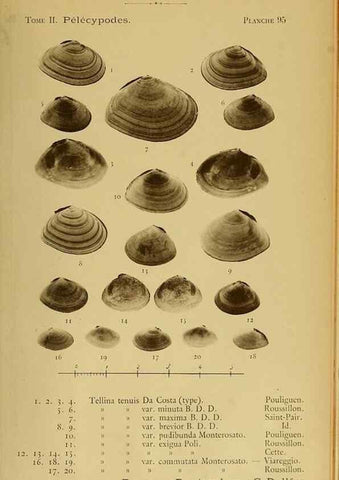 Reproducción/Reproduction 49806425918: Les mollusques marins du Roussillon. Paris :J.-B. Baillière,[1882]-[1898]. 