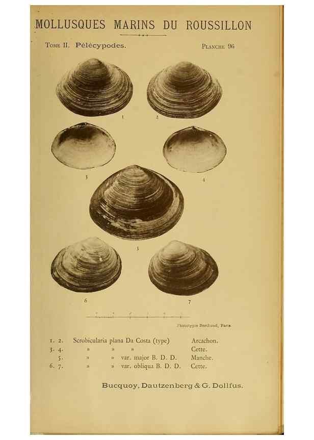 Reproducción/Reproduction 49807291257: Les mollusques marins du Roussillon. Paris :J.-B. Baillière,[1882]-[1898]. 