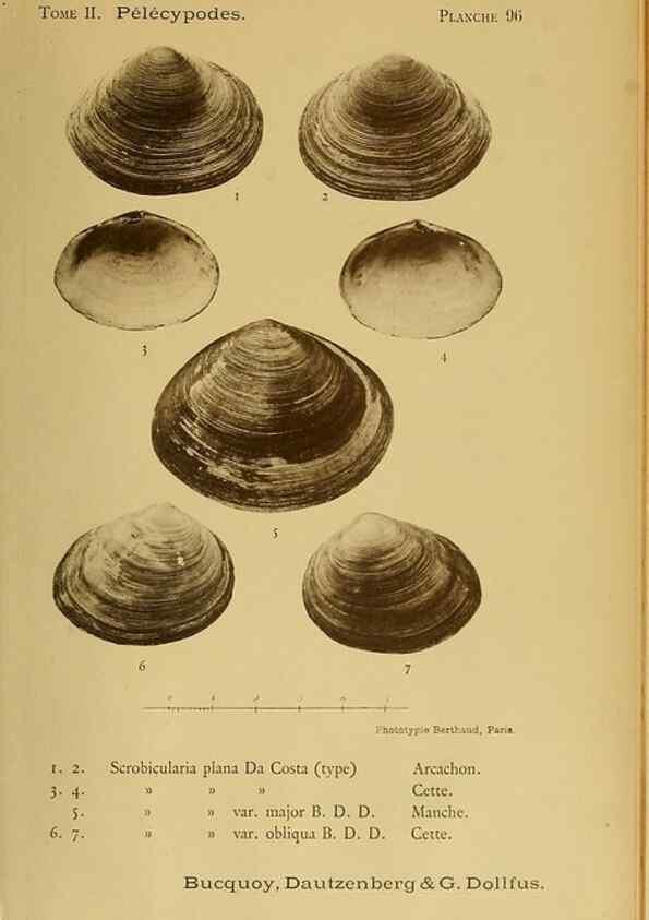Reproducción/Reproduction 49807291257: Les mollusques marins du Roussillon. Paris :J.-B. Baillière,[1882]-[1898]. 