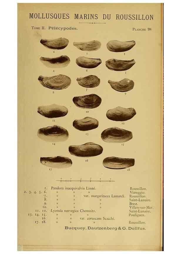 Reproducción/Reproduction 49806982096: Les mollusques marins du Roussillon. Paris :J.-B. Baillière,[1882]-[1898]. 