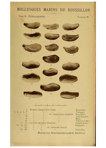 Reproducción/Reproduction 49806982096: Les mollusques marins du Roussillon. Paris :J.-B. Baillière,[1882]-[1898]. 