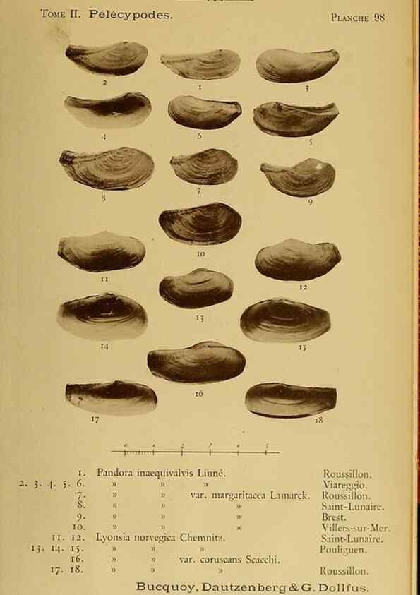 Reproducción/Reproduction 49806982096: Les mollusques marins du Roussillon. Paris :J.-B. Baillière,[1882]-[1898]. 