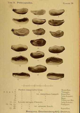 Reproducción/Reproduction 49806982096: Les mollusques marins du Roussillon. Paris :J.-B. Baillière,[1882]-[1898]. 