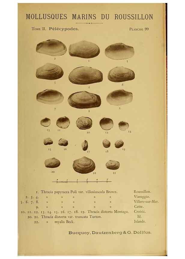 Reproducción/Reproduction 49806427063: Les mollusques marins du Roussillon. Paris :J.-B. Baillière,[1882]-[1898]. 