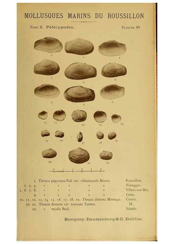 Reproducción/Reproduction 49806427063: Les mollusques marins du Roussillon. Paris :J.-B. Baillière,[1882]-[1898]. 