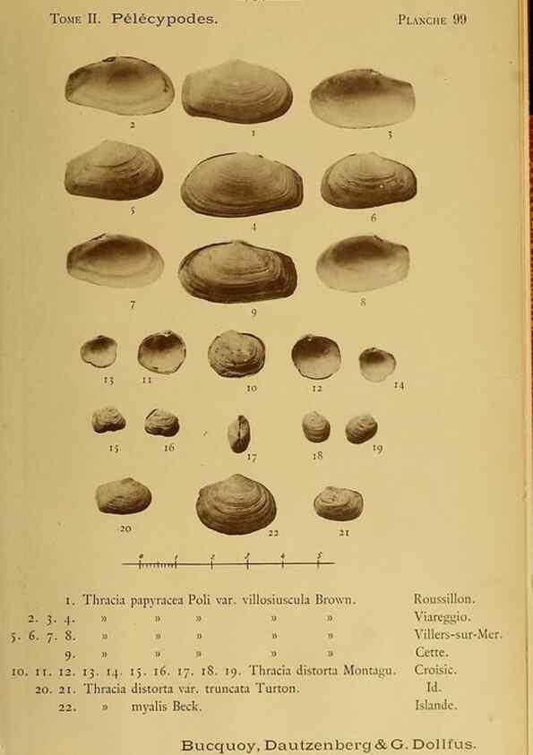 Reproducción/Reproduction 49806427063: Les mollusques marins du Roussillon. Paris :J.-B. Baillière,[1882]-[1898]. 