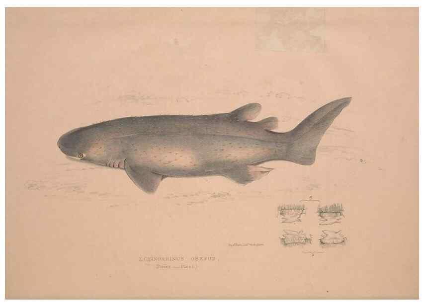 Reproducción/Reproduction 49807318767: Illustrations of the zoology of South Africa. London :Smith, Elder and Co.,1838-1849.. 