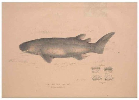 Reproducción/Reproduction 49807318767: Illustrations of the zoology of South Africa. London :Smith, Elder and Co.,1838-1849.. 