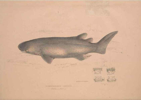 Reproducción/Reproduction 49807318767: Illustrations of the zoology of South Africa. London :Smith, Elder and Co.,1838-1849.. 
