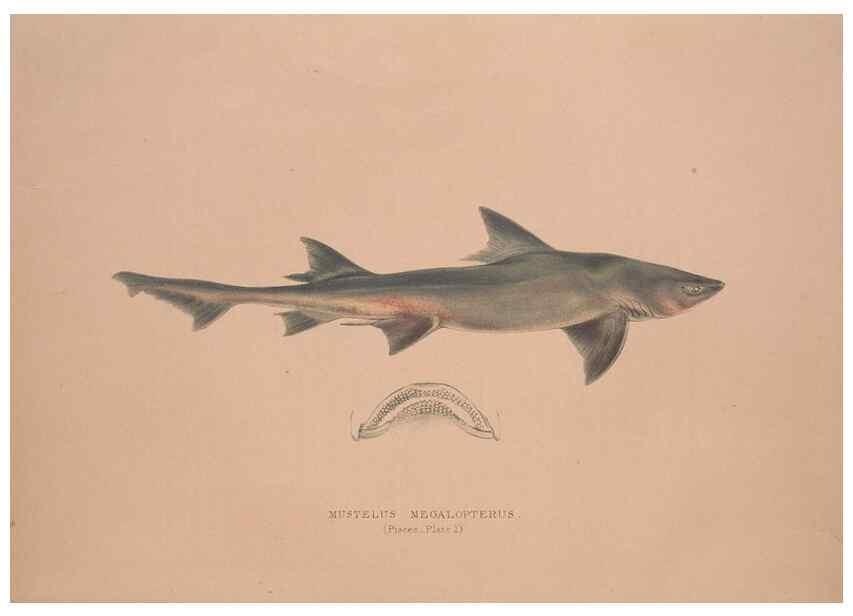 Reproducción/Reproduction 49807318977: Illustrations of the zoology of South Africa. London :Smith, Elder and Co.,1838-1849.. 