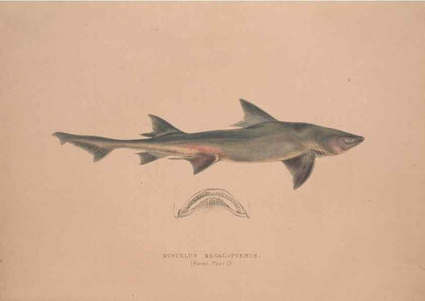 Reproducción/Reproduction 49807318977: Illustrations of the zoology of South Africa. London :Smith, Elder and Co.,1838-1849.. 